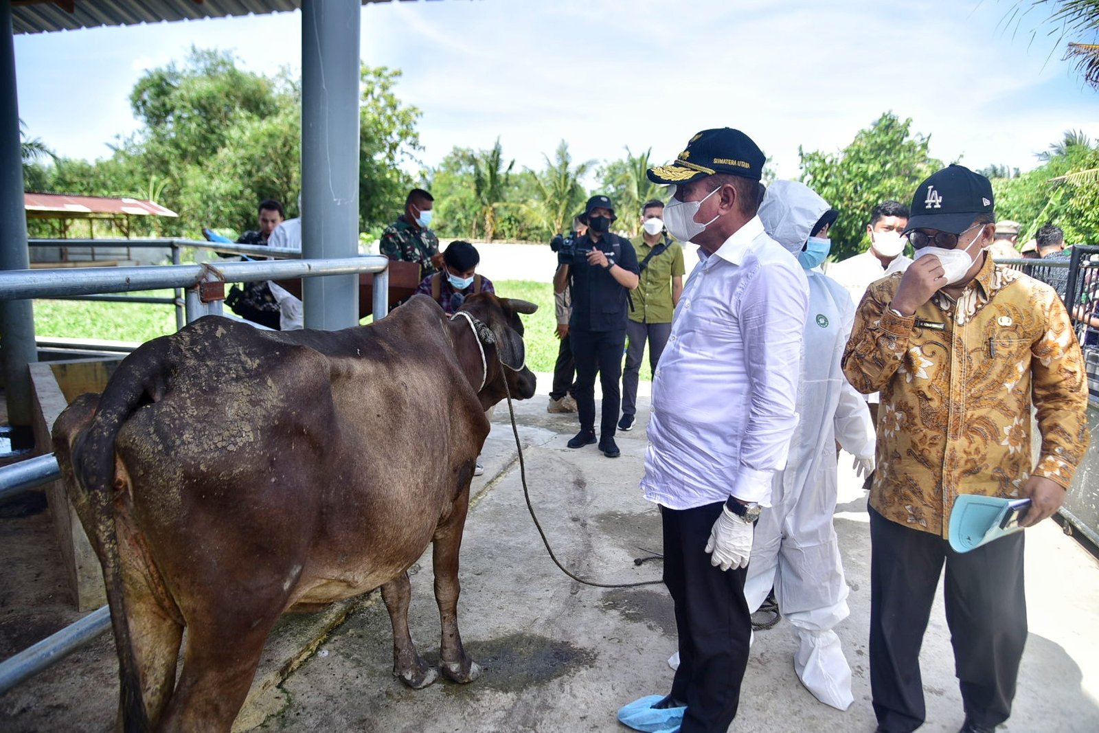 8.000 Hewan Ternak Sumut Sembuh dari PMK,  Edy Rahmayadi Salurkan Lagi 10 Ribu  Vaksin PMK Serentak di Sumut