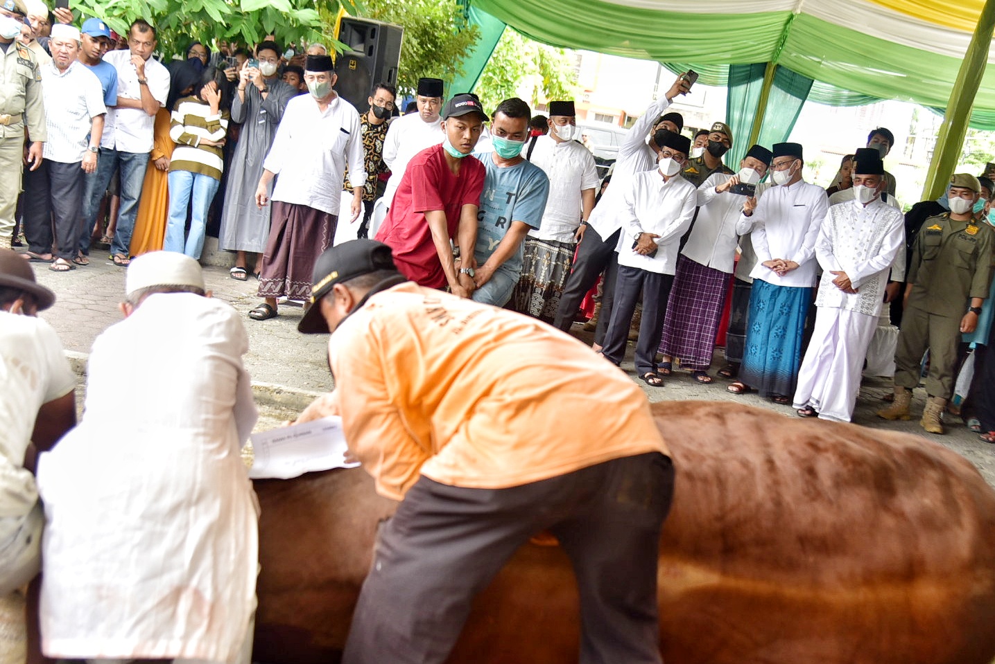 Gubernur Edy Rahmayadi Kurbankan Sembilan Ekor Sapi , Pemprov Sumut Kurban 144 Sapi dan 3 Kambing