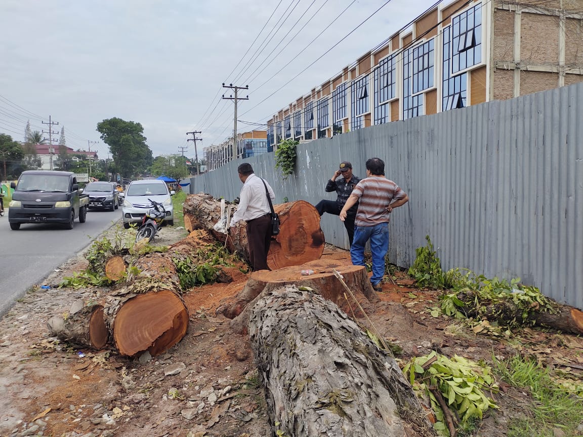 Puluhan Batang  Pohon Mahoni Ditebang dari Jalan Asahan, Camat Siantar Ngaku Tak Tau