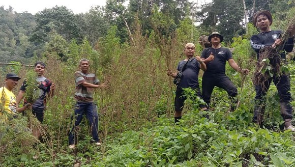 Polda Sumut Temukan Ladang Ganja 8 Ha di Madina