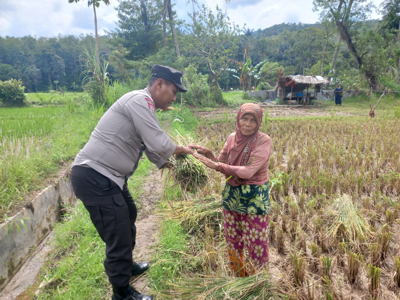Bhabinkamtibmas Polsek Batunadua Berbaur Dengan Masyarakat Panen Padi