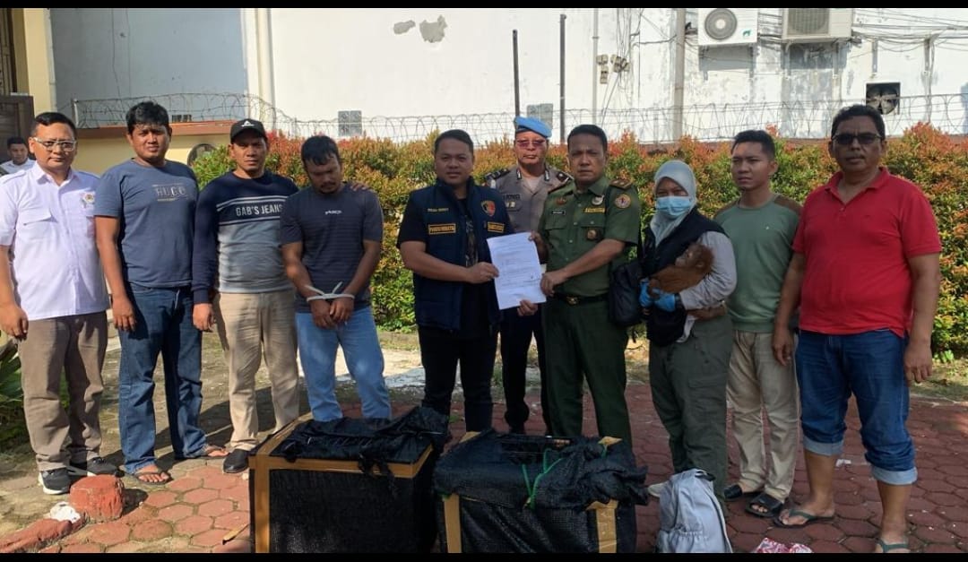 Polda Sumut Ringkus Kurir Perdagangan Satwa Dilindungi, Sepasang Orang Hutan Usia 5 Bulan Disita