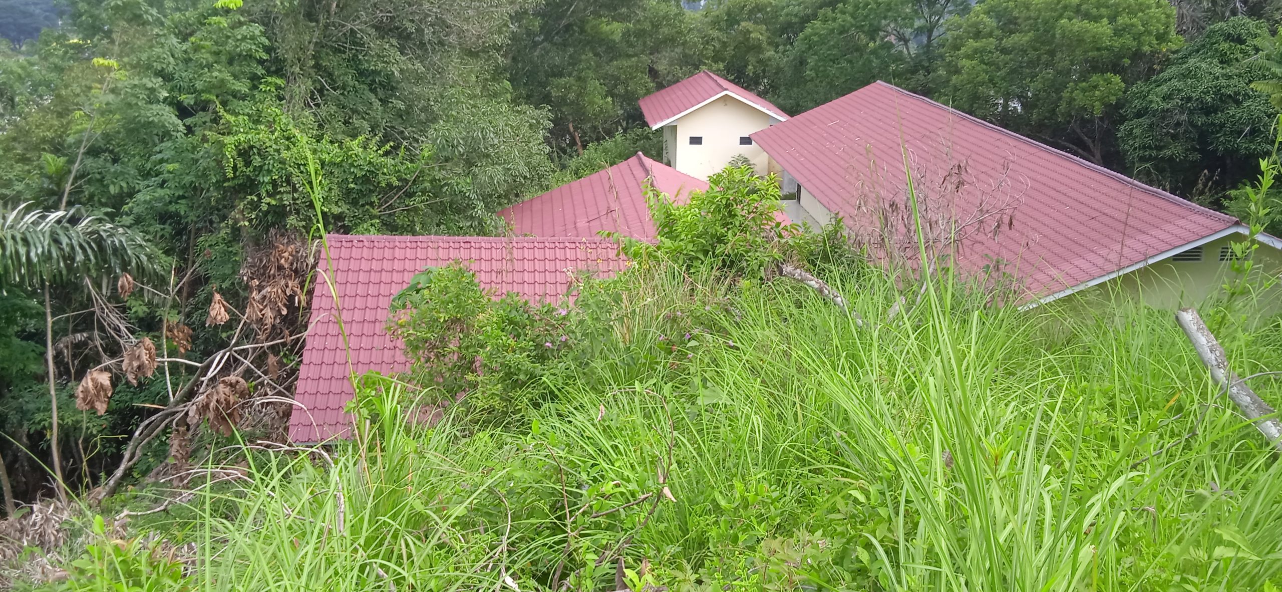 Gawat...Kayak Hutan Belantara,Bangunan SDN 200218 Padangsidimpuan Jadi Sorotan