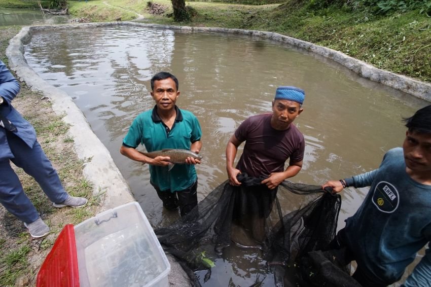 Inalum Komitmen Budidaya Ikan Jurung Hingga 2025