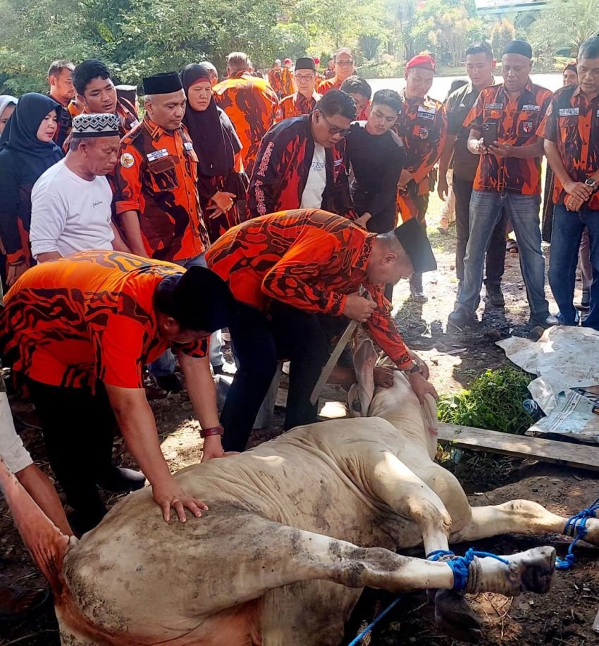 MPW Pemuda Pancasila Sumut Kurban 10 Ekor Sapi di Idul Adha 1445 H