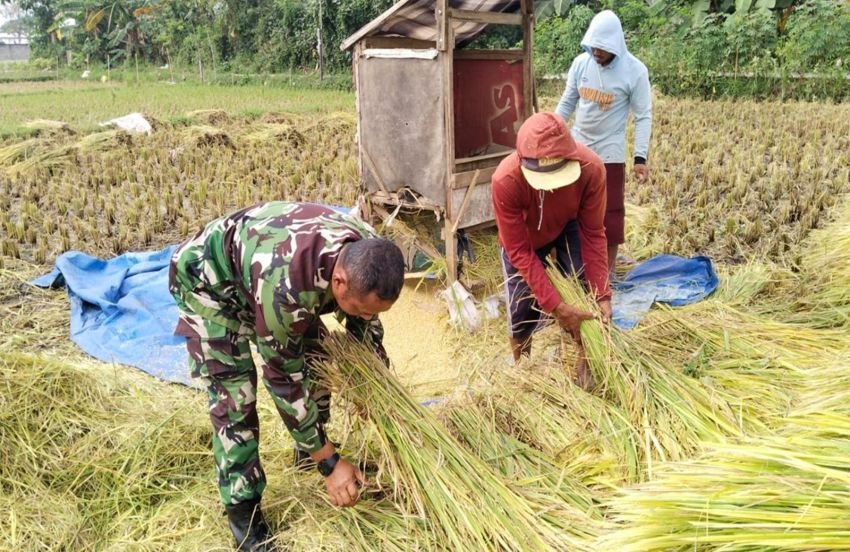 Sukseskan Ketahanan pangan, Babinsa  Desa Jimbe  Bantu Petani Panen Padi