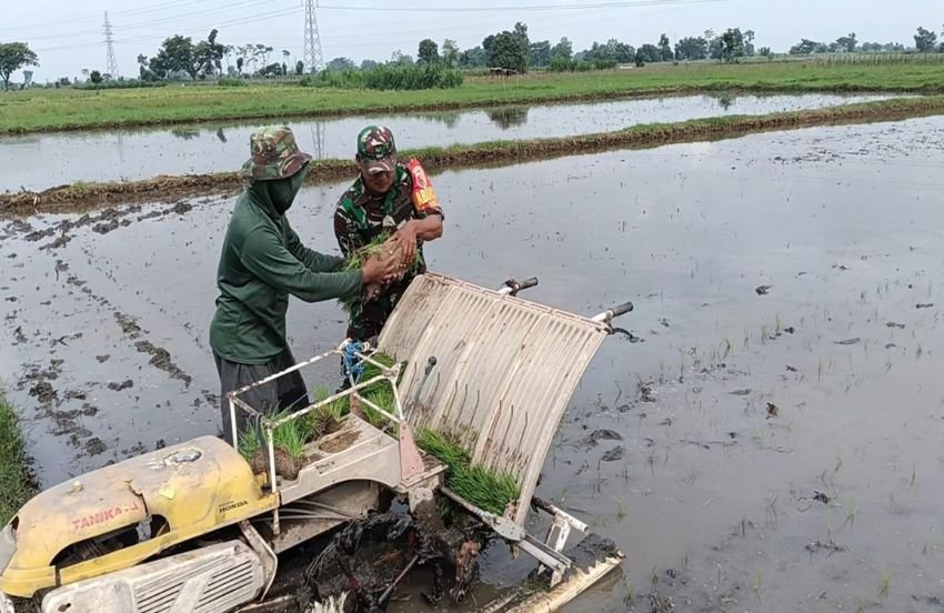 Dukung Ketahanan Pangan Wilayah, Babinsa Desa Kerjen Bantu Petani Tanam Padi