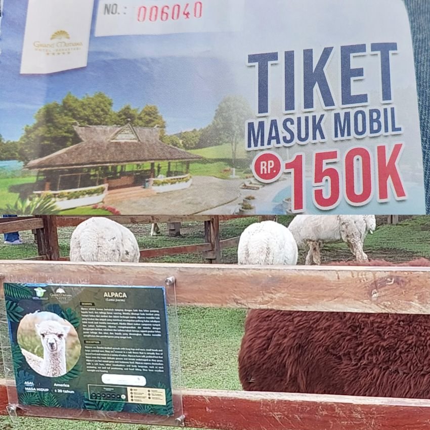 Wisata Alpaca di Berastagi: Tiket Masuk Rp 150.000 Tanpa Stempel Resmi Dinas Terkait