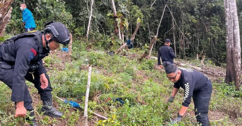 Brimob dan BNNP Sumut Musnahkan 2 Hektar Ladang Ganja di Madina