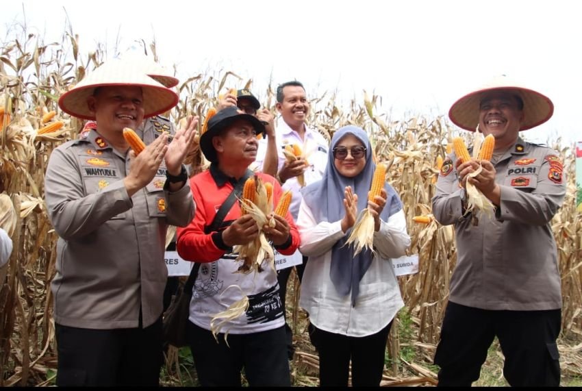 Polres Pelabuhan Belawan Laksanakan Panen Raya Jagung Program Ketahanan Pangan