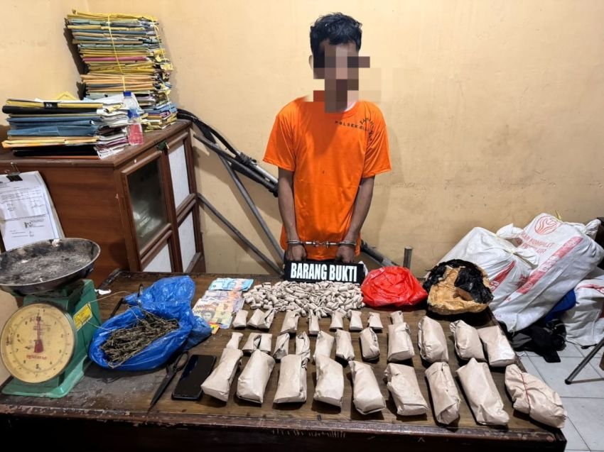 Bandar Narkoba Jenis Ganja Dibekuk Satreskrim Polsek Bilah Hilir