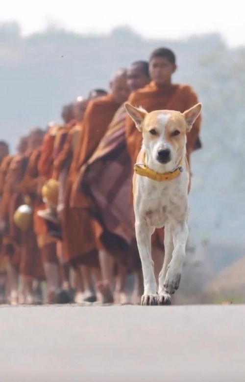 Kesetiaan Aloka dan Anjing Yudhistira