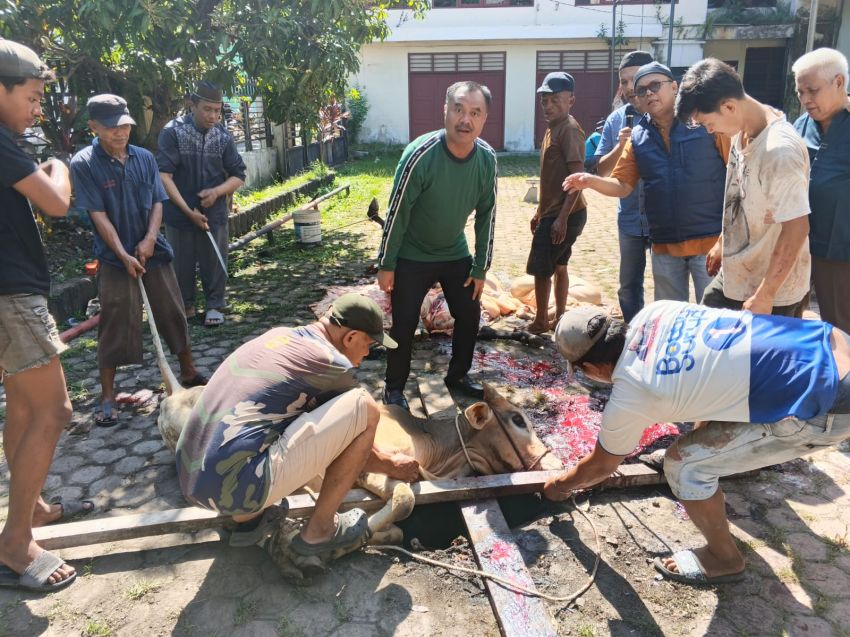 Iduladha 1447 H, PWI Sumut Sembelih 6 Hewan Kurban