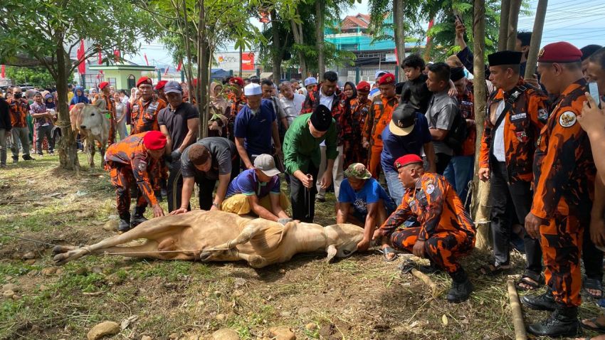 Ijeck: Qurban Pemuda Pancasila Sumut Tahun Ini Meningkat Jadi 17 Ekor Sapi