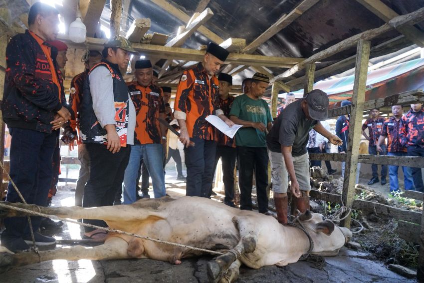 MPW Pemuda Pancasila Sumut Kurbankan 8 Sapi untuk Warga Pascabanjir di Aceh Tamiang