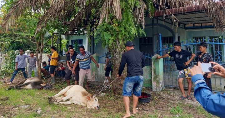 STM Masjid Istiqomah Laksanakan Qurban, Sembelih 5 Ekor Kambing dan 3 Ekor Lembu