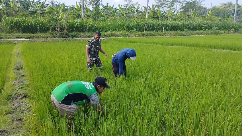 Optimalkan Pertumbuhan padi, Babinsa Ngembul Bantu Petani Bersihkan Rumput Liar