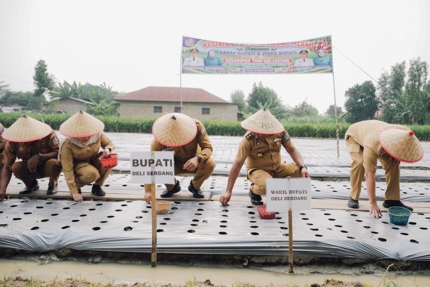 Petani Beringin Perluas Tanam Cabai, Pemkab Hadir Jaga Harga dan Kesejahteraan